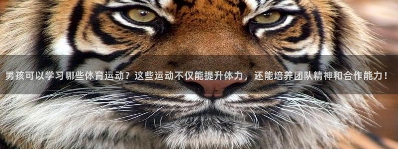 谈球吧：男孩可以学习哪些体育运动？这些运动不仅能提升体力，还能培养团队精神和合作能力！
